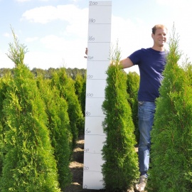 Thuja occidentalis 'Smaragd' 125-150 cm